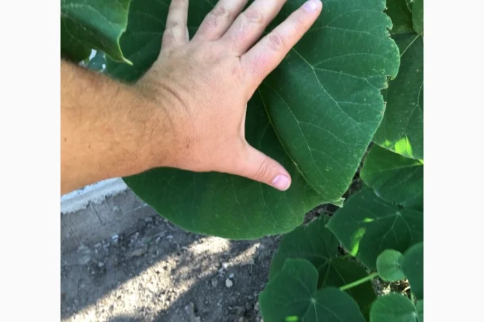 Павлония с закрытой корневой системой, саженцы 2022 года- фото № 4