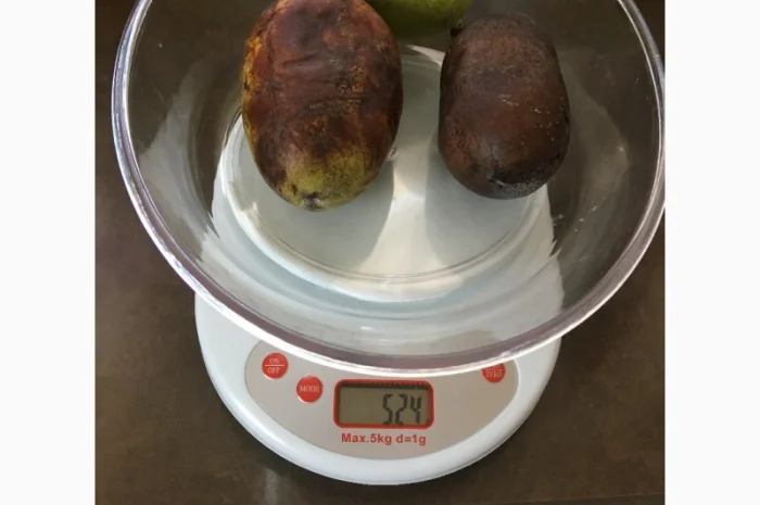 Азимина (банановое дерево) с подарком семян- фото № 1