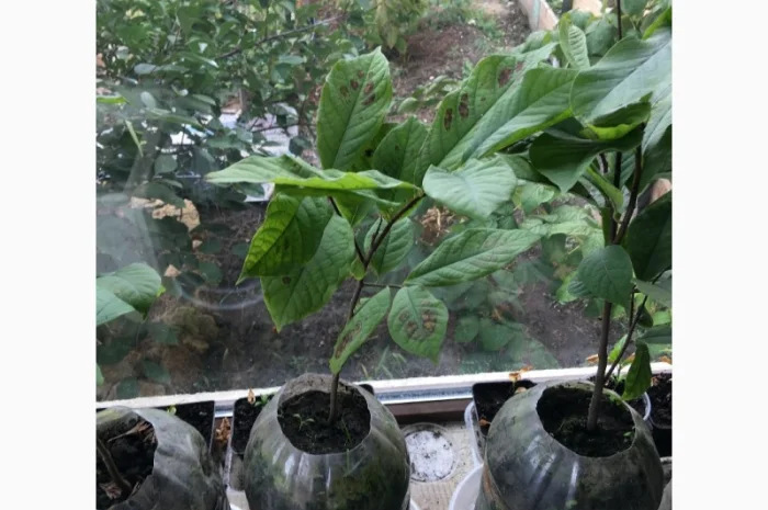 Азимина (банановое дерево) с подарком семян- фото № 3