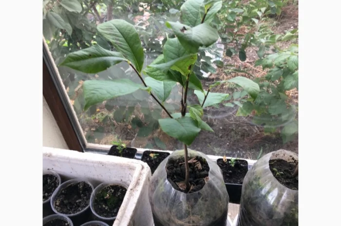 Азимина (банановое дерево) с подарком семян- фото № 4