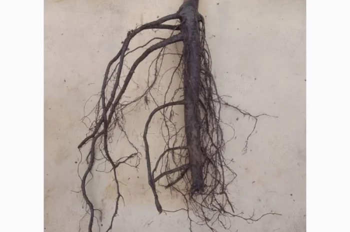 Саженцы грецкого ореха сорта Стюарт высотой 120-140 см- фото № 2