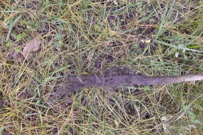 Саджанці горіха пекан сорту Вішита, висота 120-140 см- фото № 1