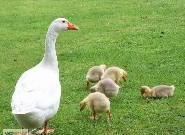 Гуси велика серая украинская и датский легарт- фото № 2