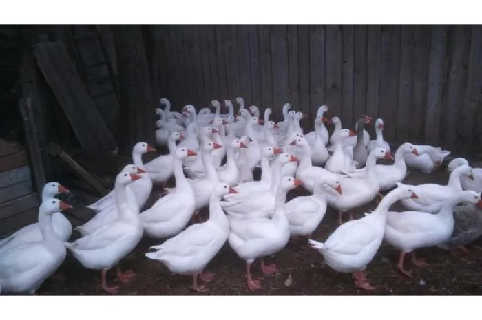 Продаются гуси живым весом- фото № 1