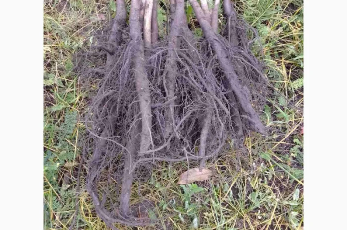 Саджанці горіха пекан сорту Канза (висота 120-140 см.)- фото № 2