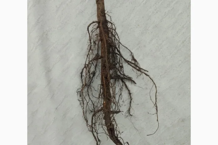 Саженцы ореха пекан сорта Кадо (высота 120-140 см)- фото № 1