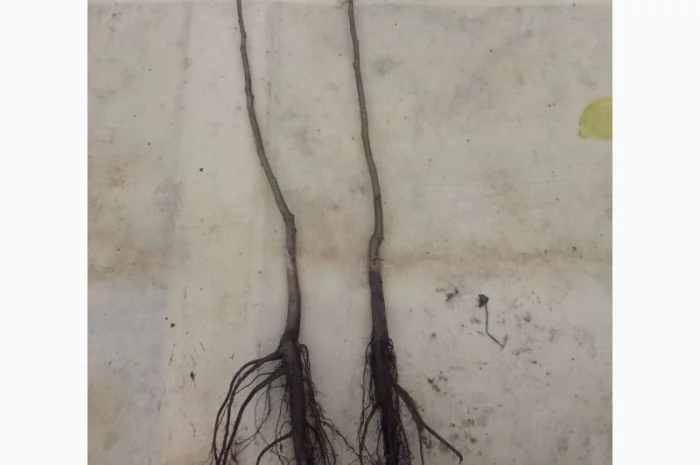 Саженцы ореха пекан сорта Бартон (высота 120-140 см)- фото № 2