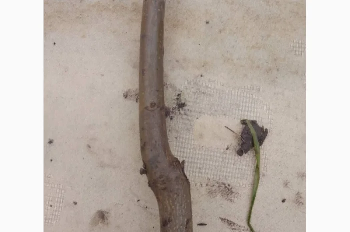 Саженцы ореха пекан сорта Бартон (высота 120-140 см)- фото № 3