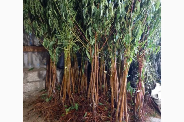 Саженцы плодовых деревьев высокого качества- фото № 1