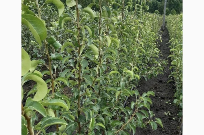 Саженцы плодовых деревьев высокого качества- фото № 2