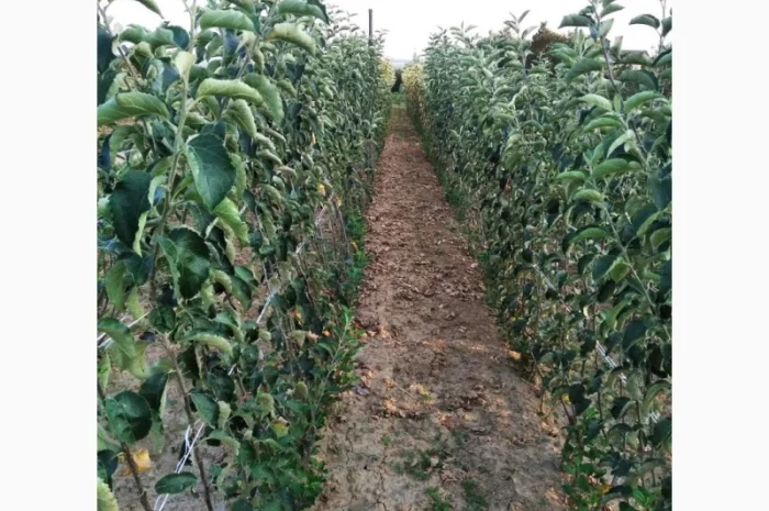 Саженцы плодовых деревьев высокого качества- фото № 4