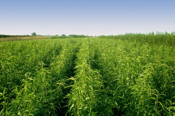 Саженцы плодовых деревьев высокого качества- фото № 5