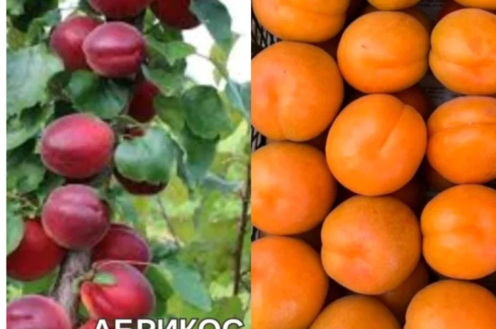 Саджанці абрикоса та персика – найкращі сорти- фото № 1