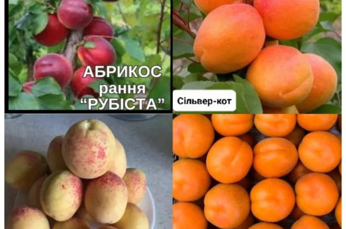 Саджанці абрикоса та персика – найкращі сорти- фото № 2