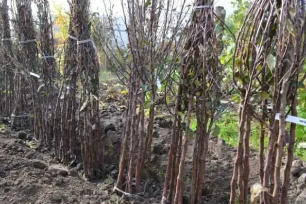 Саженцы плодовых деревьев различных сортов- фото № 1