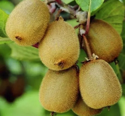 Саженцы киви Эдвард - 2-летние- фото № 1