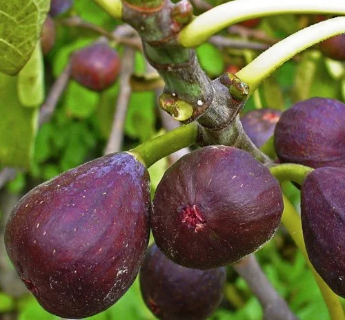 Саджанці інжиру Київський Великоплідний- фото № 1