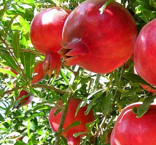 Саженцы граната Ак-дона в продаже- фото № 1