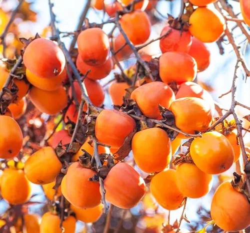 Саженцы хурмы Виргинская Великоплодная - 2-летние- фото № 1