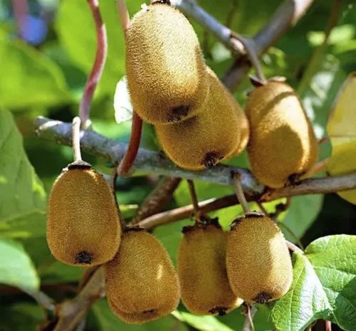 Саженцы киви Генрих - 2 года- фото № 1