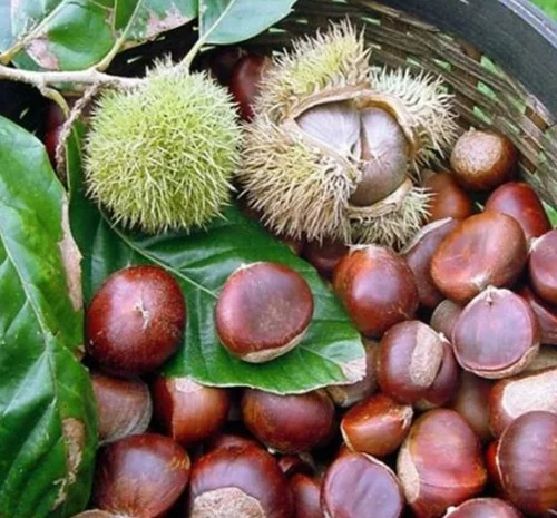 Саженцы каштана Бурю де Ліляк (съедобный)- фото № 1