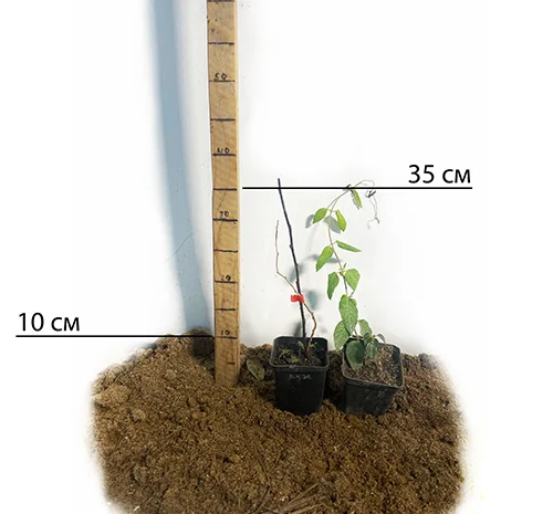 Саджанці міні-ківі Актинідія (пара)- фото № 2