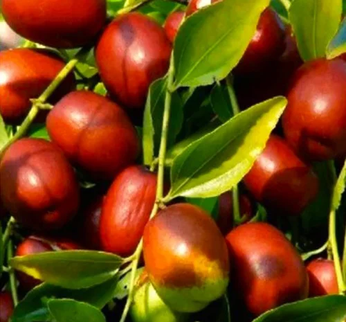 Саджанці зізіфуса Цукерковий – високоурожайний сорт- фото № 1