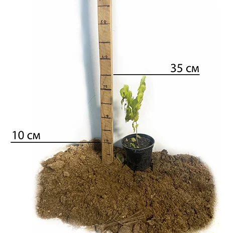 Саджанці зізіфуса Цукерковий – високоурожайний сорт- фото № 2