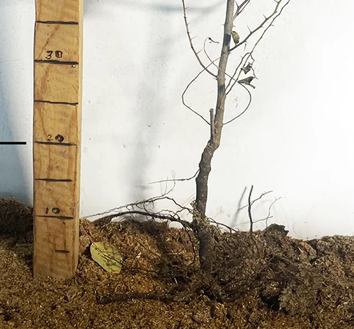 Саджанці зізіфуса Цукерковий – високоурожайний сорт- фото № 3