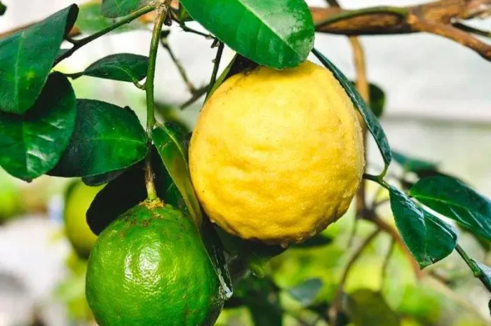 Саджанці лимона Київський Великоплідний у продажу- фото № 1