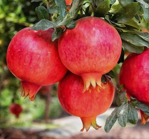 Саженцы граната Азиатский в Черновцах- фото № 1