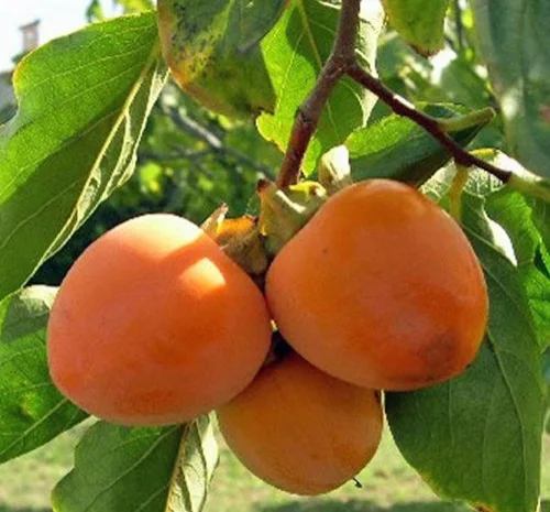 Саженцы хурмы сорта Божий Дар- фото № 1