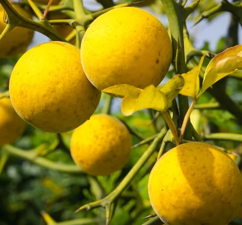 Саженцы лимона Понцирус с высокой морозостойкостью- фото № 1