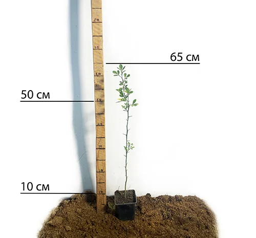 Саженцы лимона Понцирус с высокой морозостойкостью- фото № 2