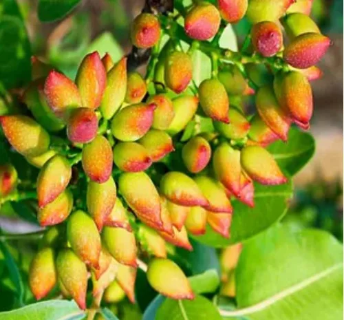 Саджанці фісташки Амелія у продажу- фото № 1