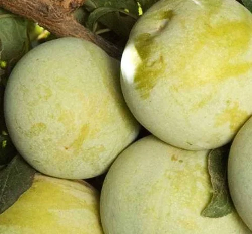 Саджанці плуота Королева Смаку - 2 роки- фото № 1