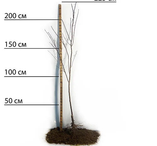 Саджанці плуота Королева Смаку - 2 роки- фото № 2