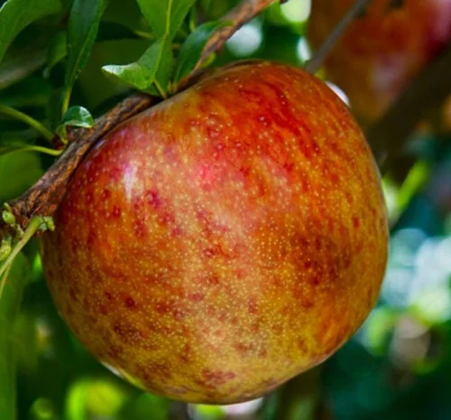 Саджанці плуота Дапл Денді - 1 рік- фото № 1