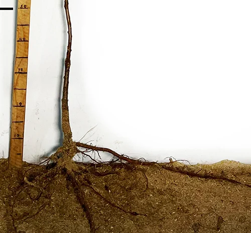 Саджанці плуота Дапл Денді - 1 рік- фото № 3