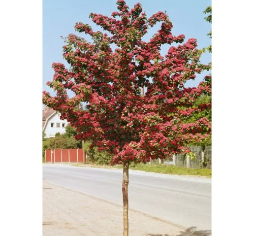 Саджанці декоративного глоду Пол Скарлет на штамбі- фото № 1