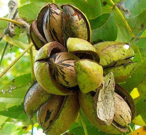 Саджанці пекана Бартон - 4-річні рослини- фото № 1