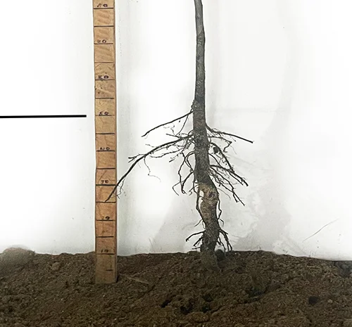 Саджанці пекана Бартон - 4-річні рослини- фото № 3