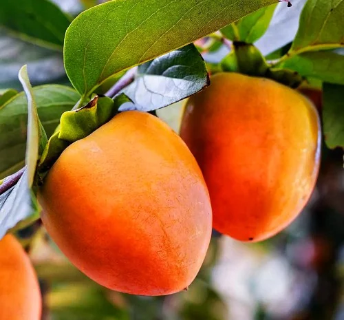 Саженцы хурмы Биче Сердце - 2-летние- фото № 1