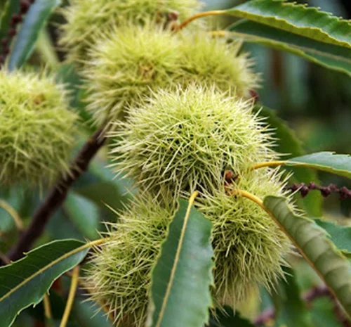 Саженцы каштана Неаполитанского (едобный)- фото № 1