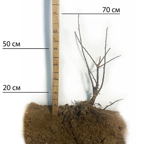 Саженцы каштана Неаполитанского (едобный)- фото № 2