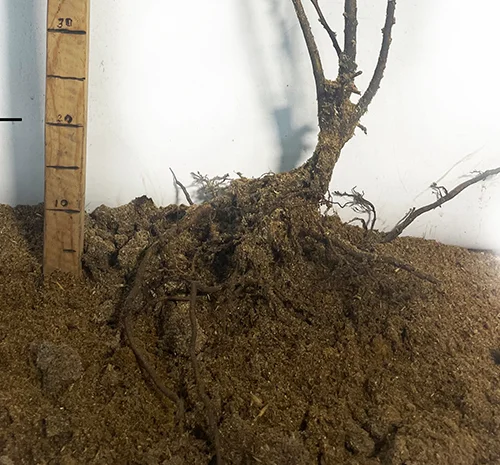 Саженцы каштана Неаполитанского (едобный)- фото № 3