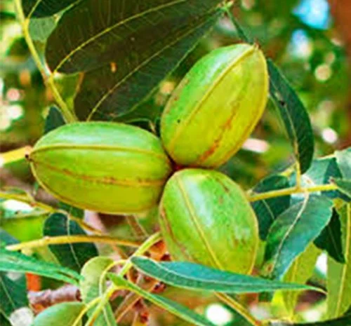 Саджанці пекана Апаче - 4-річні- фото № 1