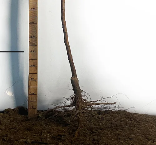 Саджанці плуота Флавор Квін - 2 роки- фото № 3