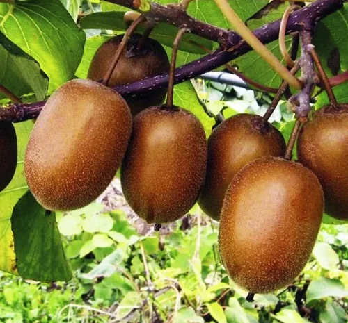 Саженцы киви Хейворд - 2 года- фото № 1