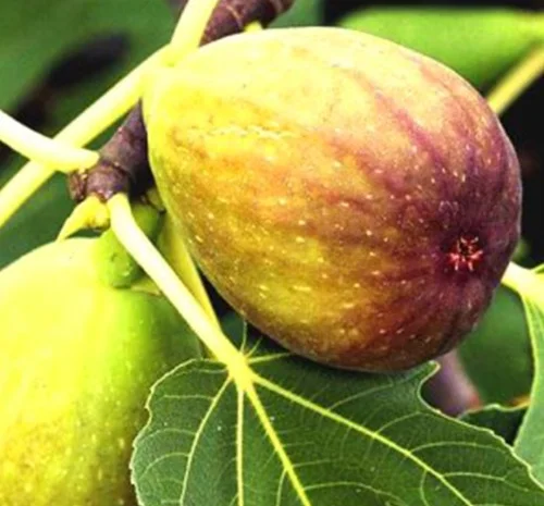 Саджанці інжиру Королівський- фото № 1